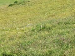 -黄河九曲第一湾