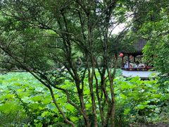 -上海醉白池公园