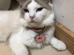 -猫在这儿猫咪咖啡馆·撸猫馆