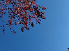-新虹桥中心花园