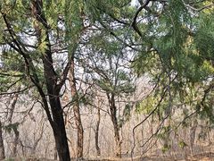 -北京鹫峰国家森林公园