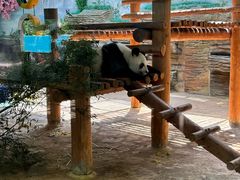 -西霞口神雕山野生动物世界