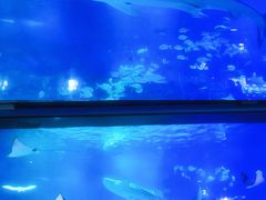 -烟台海昌鲸鲨海洋公园