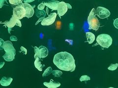 -太平洋海底世界