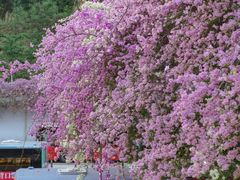 -深圳仙湖植物园