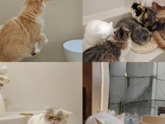 -More Fun猫咖 二十只万元加菲主题