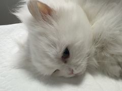 -守诺宠物医院·眼科· 神经外科·爬宠专科(虹口店)
