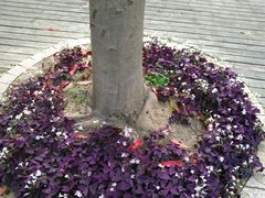 -上海鼎园瑞峰公寓酒店