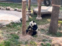 -石家庄市动物园