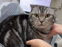 -创凡宠物医院·骨专科  猫科中心(西乡分院)