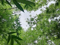 -番禺大夫山森林公园