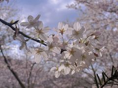 -顾村公园