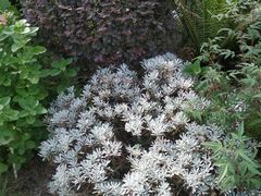 -东莞植物园