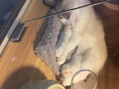 -喵百万·布偶·蓝金金渐层英短·猫舍(百子湾店)