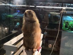 -宠物世家(仲盛世界商城店)