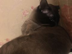 -吱咖啡西式简餐