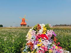 -杭州湾海上花田景区