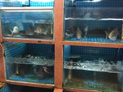 水产区-湛江鸡饭店(岗心路店)