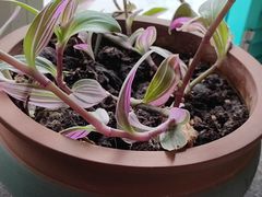 清炒鸡毛菜-19号私房菜(云南路店)