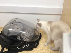 -伟伟宠物医院·瑞派猫友好医院·猫科(光谷店)
