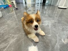 -博特宠物医院24h犬猫全科.骨科·异宠