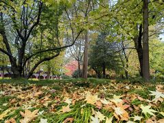 -崇圣寺三塔文化旅游区