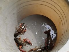 -同銮特种养殖场·龙虾垂钓