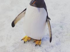 -芜湖新华联大白鲸海洋公园