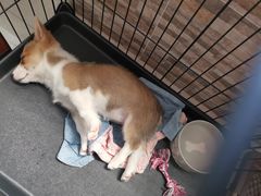 -翊宠yipet猫狗购宠庄园犬舍•猫舍