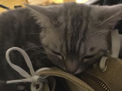 -more than meow吴止猫主题餐厅(承德 中船汇店)