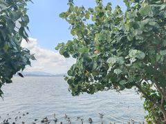 -深圳湾公园(南山区)
