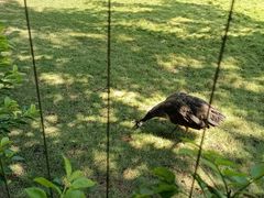 -深圳野生动物园