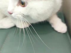 -佳怡动物医院·平价24小时·猫专科骨外科