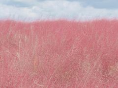 -羊亭河湿地公园