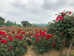 -龙寺生态园