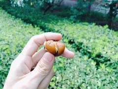 -秋栗香(地安门店)