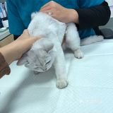 带家里的小祖宗来看病