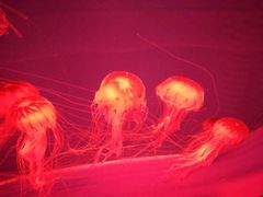 -多彩贵州城极地海洋世界