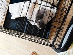 -欣宠猫屋·矮脚拿破仑·蓝金金渐层