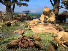 -国家自然博物馆