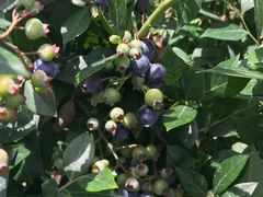 -金谷域澳洲庄园