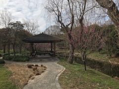 -上海滨江森林公园