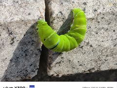 -VT101维多利广场