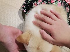 -南京Hallo宠物乐园·哈罗犬舍·柴犬繁育基地