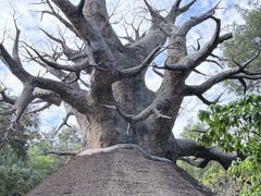 -奥兰多迪士尼动物王国乐园