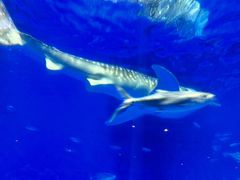 -鹿儿岛水族馆
