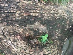 -上海佘山国家森林公园西佘山园