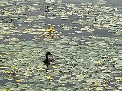 -长春市南湖公园