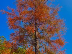 -广州白江湖森林公园