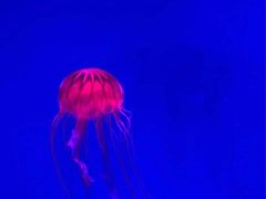 -芜湖新华联大白鲸海洋公园